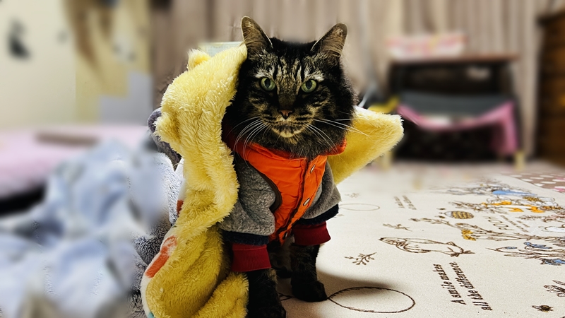 びっくりしたね。昨日は突然ぐらぐら揺れた。ペットも災害に備えよう。