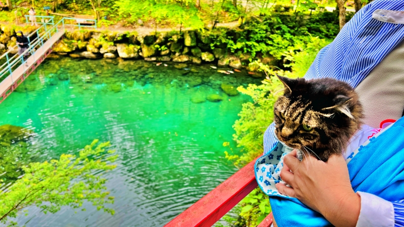 白龍湖 高知の絶景穴場スポット ペットと一緒に楽しめました。