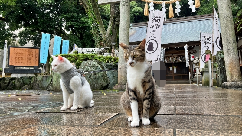 【徳島】猫の楽園「王子神社」ペット(猫)の健康祈願や可愛い御朱印、神社の6匹の猫に会えると良い事あるかも!?