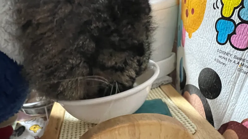 鹿肉パウダーは栄養素が豊富 ペット用 猫のトラちゃんは食べてくれるのか!?