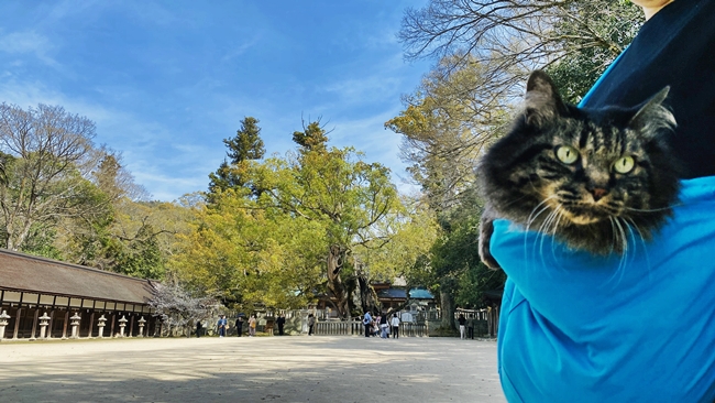 スリングバッグに入って大山祇神社の境内を参拝する愛猫トラちゃん