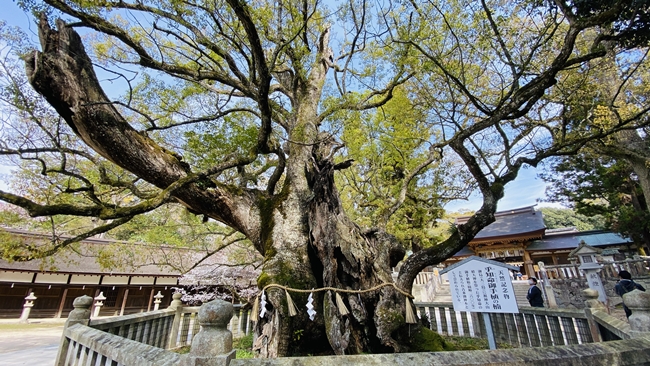大山祇神社の境内にある樹齢約2600年の御神木