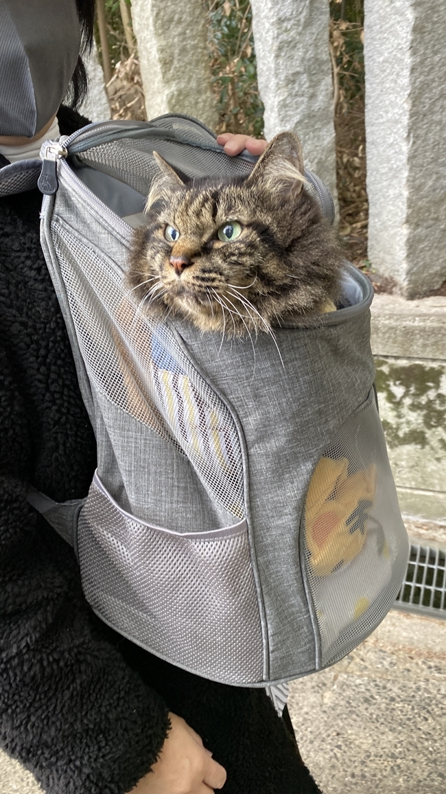 大山祇神社の奥の院へ向かう途中のリュックの中のトラちゃん