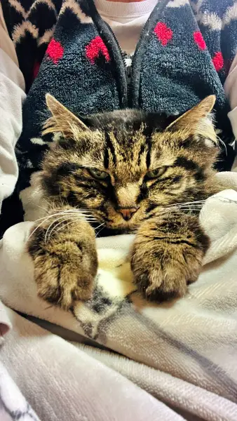 え？また寒いんですけど・・・飼い主抱っこして！