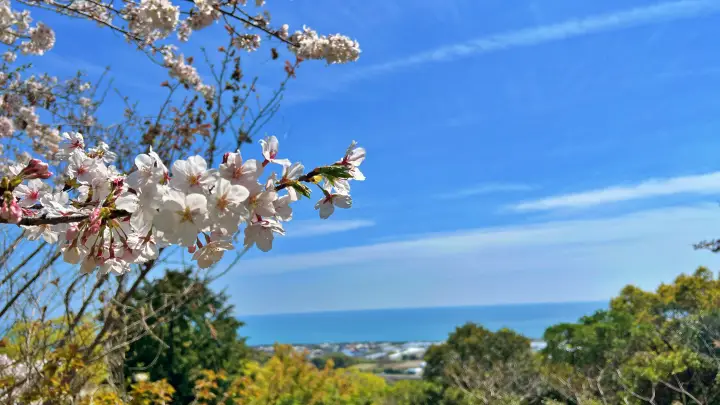 【高知・南国】琴平神社はペットと行ける桜の名所 トラちゃんと出会った思い出の場所で19回目のお花見