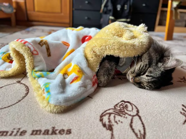 猫の僕にはちょっと寒い!? 明石焼きが美味しかったです。