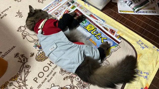 猫の僕にはちょっと寒い!? 明石焼きが美味しかったです。