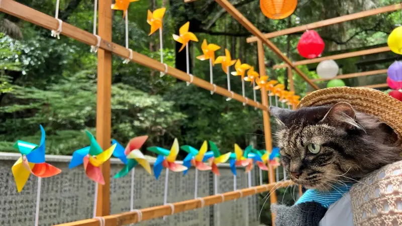 仁井田神社 傘みくじ 風車の廻廊 梅雨の季節を楽しむ 高知のパワースポット