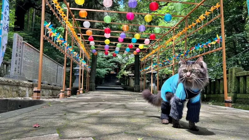 仁井田神社 傘みくじ 風車の廻廊 梅雨の季節を楽しむ 高知のパワースポット