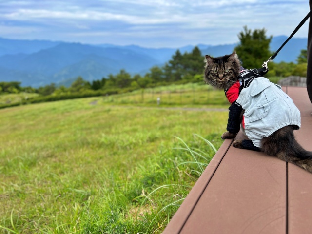 ヌオー マンホール 大豊町 ゆとりすとパークにあった 高知推しポケモン