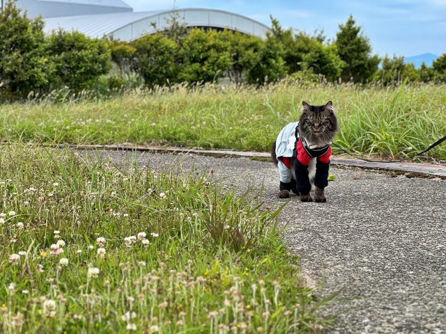 ヌオー マンホール 大豊町 ゆとりすとパークにあった 高知推しポケモン