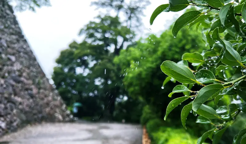 書類書いてると邪魔してくる猫あるある 梅雨の日の雨降る降る予報