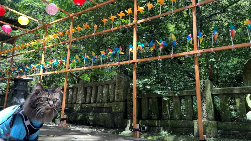仁井田神社 傘みくじ 風車の廻廊 梅雨の季節を楽しむ 高知のパワースポット
