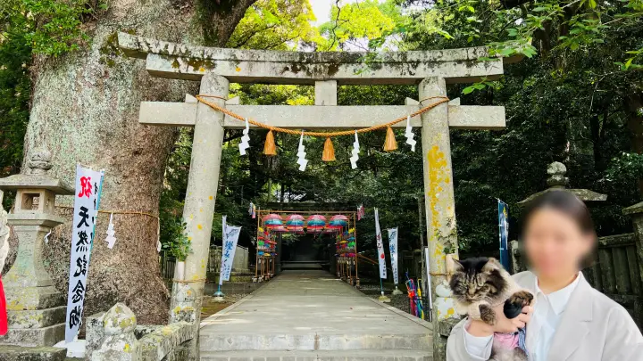 高知市・仁井田神社 傘回廊・傘みくじ・ペットと巡る参拝ガイド｜歴史・アクセス完全攻略