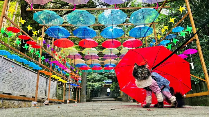 高知市・仁井田神社 傘回廊・傘みくじ・ペットと巡る参拝ガイド｜歴史・アクセス完全攻略