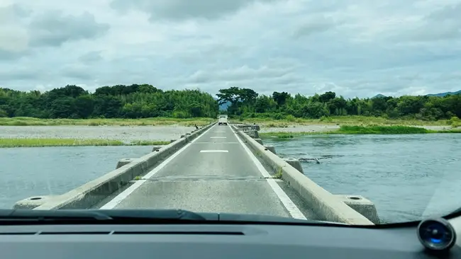 徳島・善入寺島のひまわり ペット(猫)と楽しむ四国最大の絶景スポット 見頃と駐車場と暑さ対策