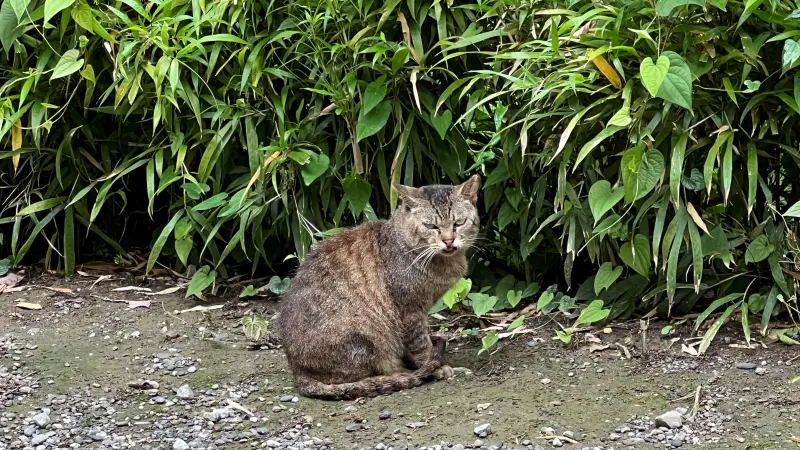 暑い日の猫達を見ながら散歩 よさこい踊りの練習をちょっと見学