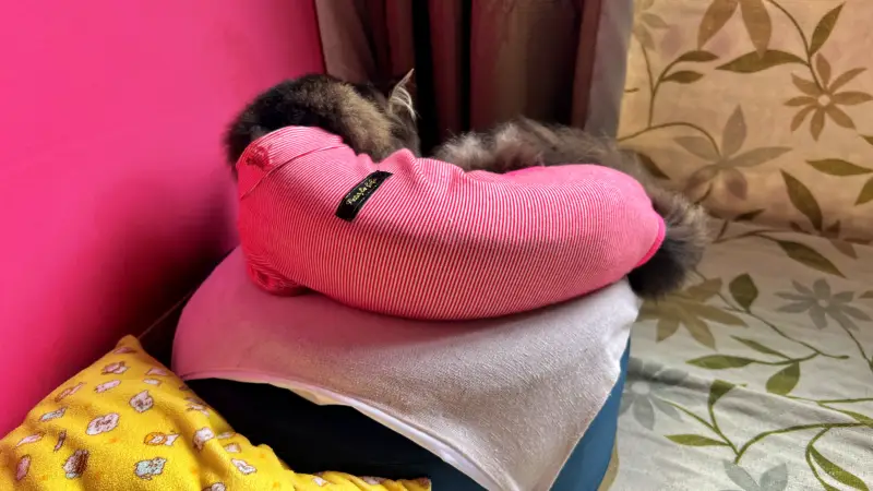 暑い日の猫達を見ながら散歩 よさこい踊りの練習をちょっと見学