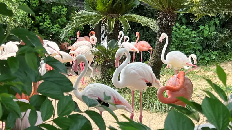 わんぱーくこうち 料金無料の動物園 アニマルランドや公園内を散策