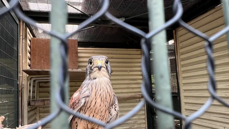 わんぱーくこうち 料金無料の動物園 アニマルランドや公園内を散策