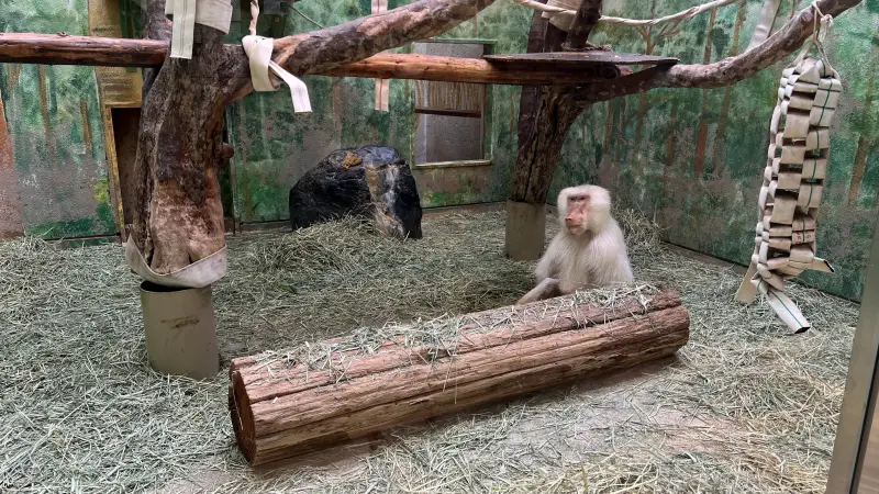 わんぱーくこうち 料金無料の動物園 アニマルランドや公園内を散策