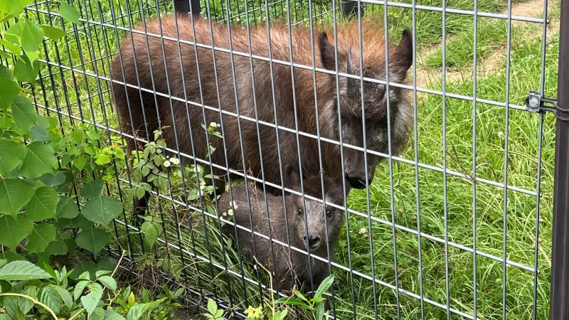わんぱーくこうち 料金無料の動物園 アニマルランドや公園内を散策