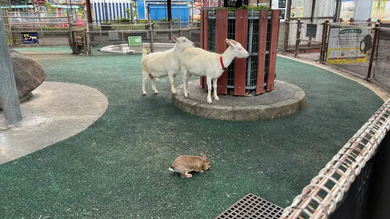 わんぱーくこうち 料金無料の動物園 アニマルランドや公園内を散策
