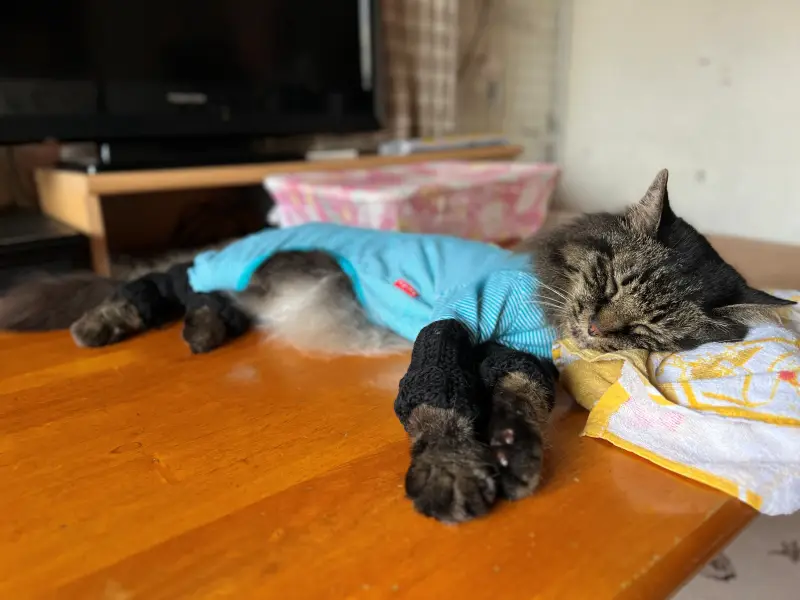 わんぱーくこうち 料金無料の動物園 アニマルランドや公園内を散策