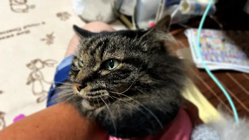 愛猫がすごく甘えて来るワケ 恩師との再会や朝まで遊んだ飼い主