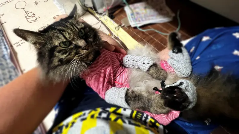 愛猫がすごく甘えて来るワケ 恩師との再会や朝まで遊んだ飼い主
