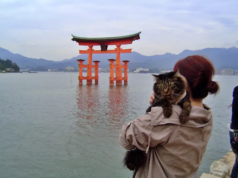 猫と神社仏閣