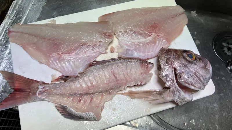 鯛を釣ってきた！ 夏の鯛は美味しくない？ トラちゃんが確認しますｗ