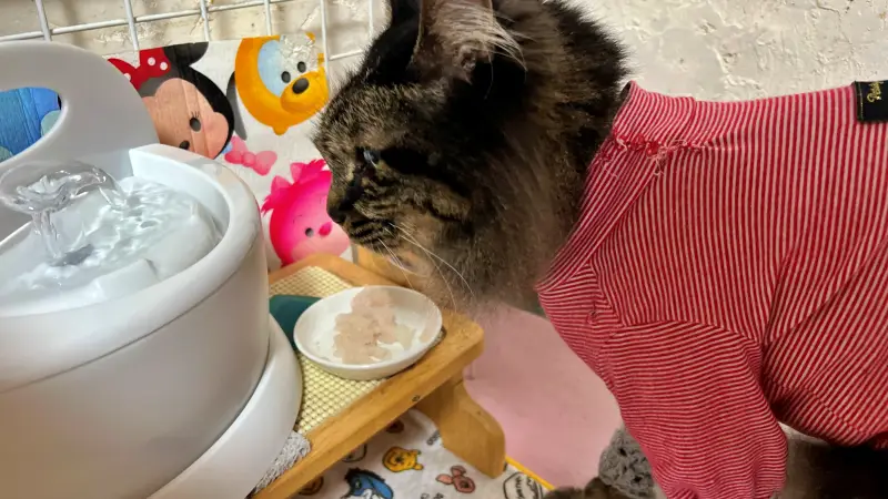 鯛を釣ってきた！ 夏の鯛は美味しくない？ トラちゃんが確認しますｗ