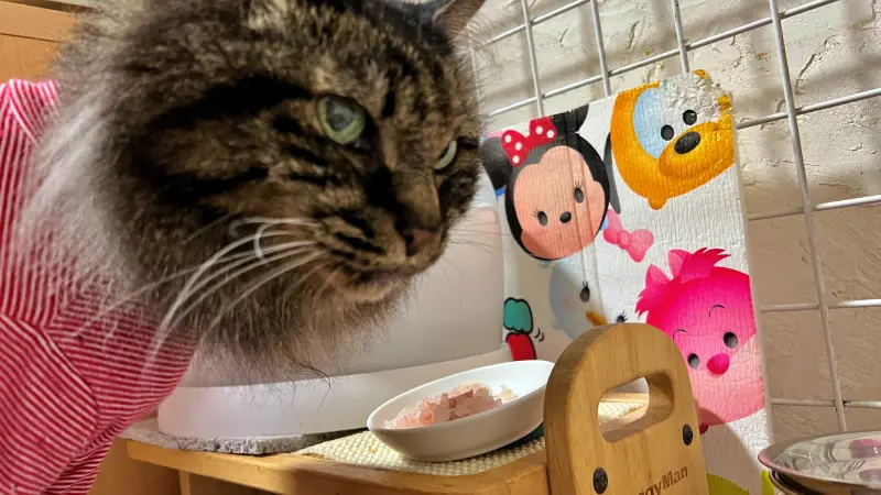 鯛を釣ってきた！ 夏の鯛は美味しくない？ トラちゃんが確認しますｗ