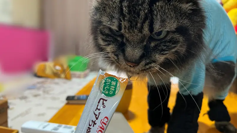 トラちゃんは大好物のちゅ~る♪ 飼い主は寿司一貫で炙り寿司ランチ