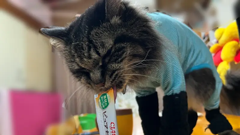 トラちゃんは大好物のちゅ~る♪ 飼い主は寿司一貫で炙り寿司ランチ