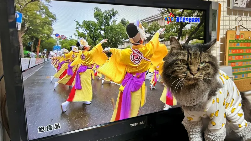 よさこい祭り トラちゃん生息地が発祥 お家から鳴子踊りの音楽が聞こえるよ♪