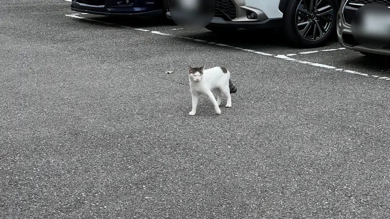ギックリ腰は突然やって来る 自己流の治し方! トラちゃんならどうする?
