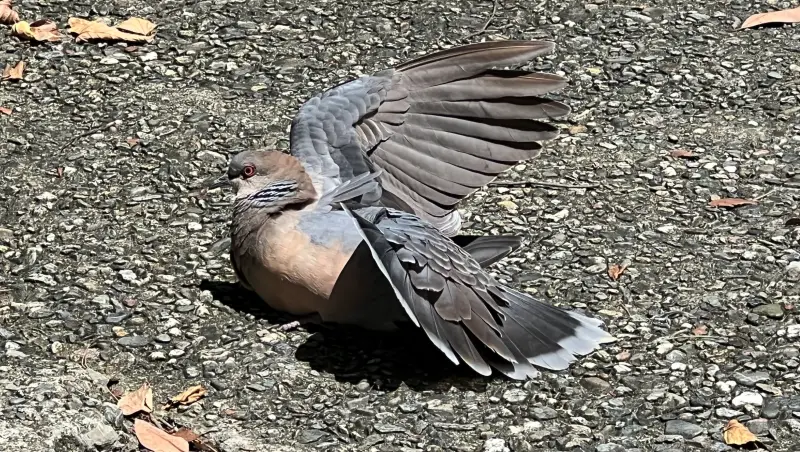 ギックリ腰は突然やって来る 自己流の治し方! トラちゃんならどうする?