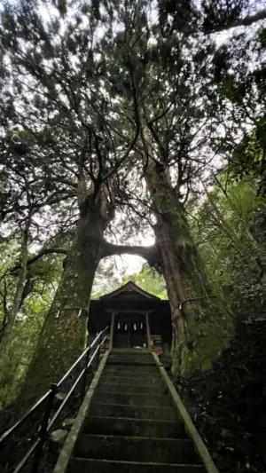 最大9連休のお盆休み よさこい祭りを見てひろめ市場に行って生きた鳥居に行ってみた。