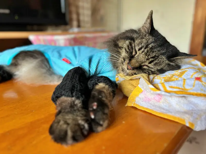 今日が暑さのピーク？ 残暑厳しすぎて氷枕で熱中症対策中のトラちゃんです！