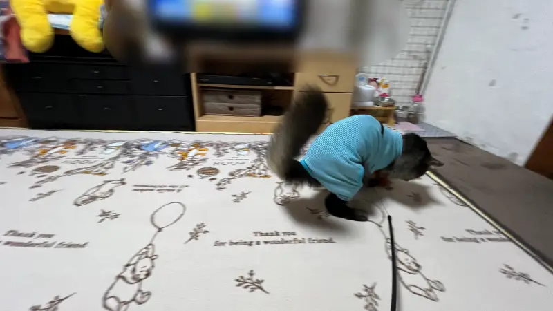 シニア猫の運動不足解消 涼しくなってめっちゃ遊びます!