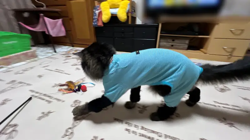 シニア猫の運動不足解消 涼しくなってめっちゃ遊びます!