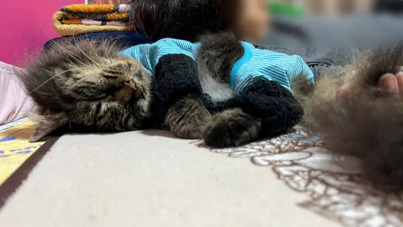 シニア猫の運動不足解消 涼しくなってめっちゃ遊びます!