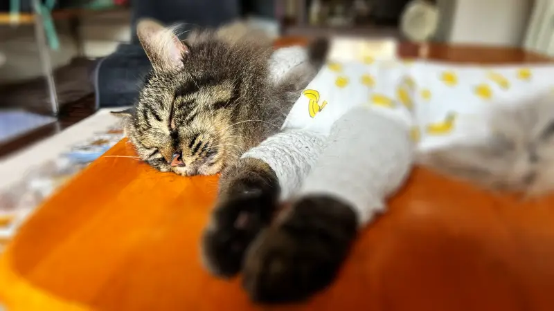 トラちゃんの寝姿が愛おしい 残暑厳しいのに気持ちよさそうに寝てる
