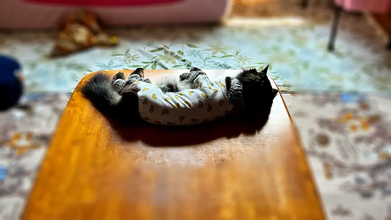 トラちゃんの寝姿が愛おしい 残暑厳しいのに気持ちよさそうに寝てる