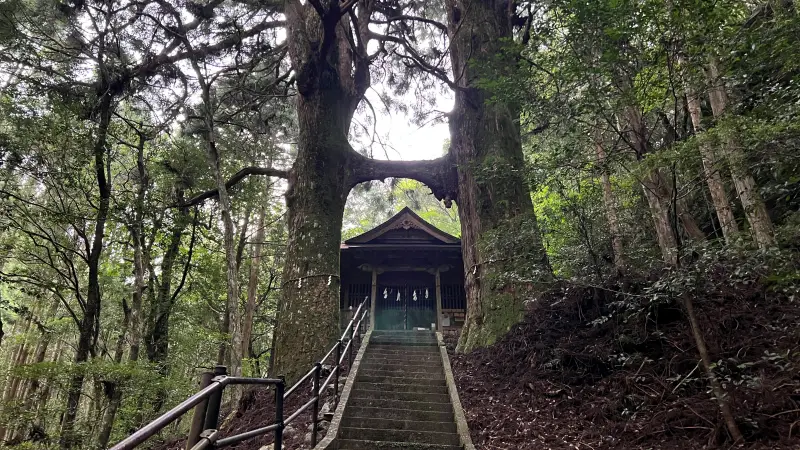 鳥居杉 日本でここだけ！？ 神秘的な高知のパワースポット
