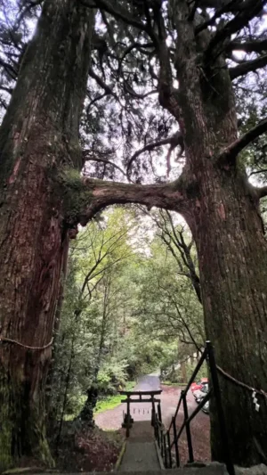 鳥居杉 日本でここだけ！？ 神秘的な高知のパワースポット