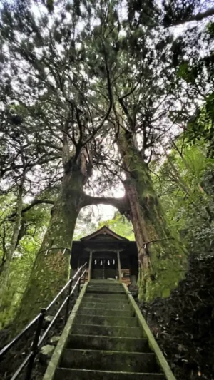鳥居杉 日本でここだけ！？ 神秘的な高知のパワースポット