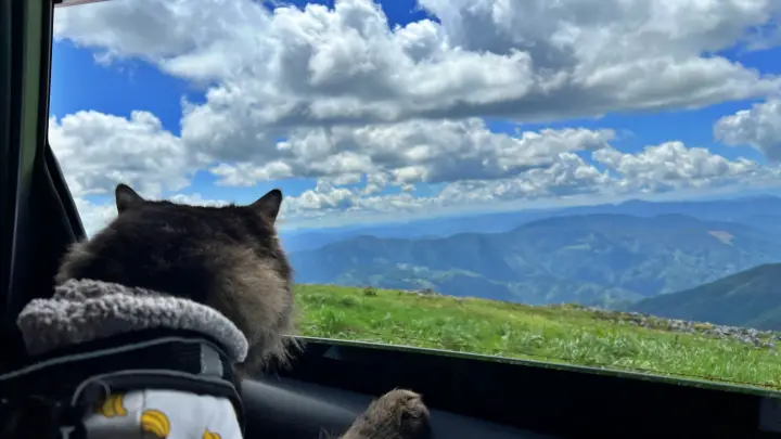 四国カルスト・天狗高原 車窓から絶景を眺める猫